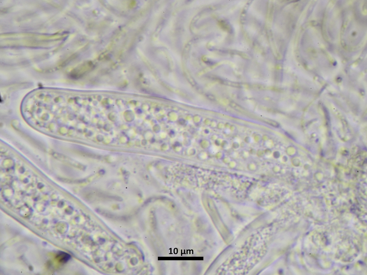 Epigloea pleiospora (door Henk-Jan van der Kolk)