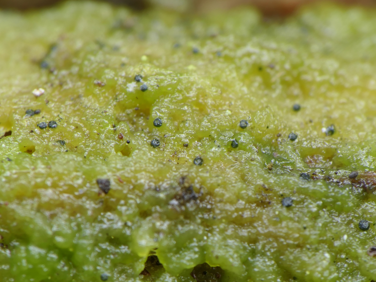 Epigloea pleiospora (door Henk-Jan van der Kolk)