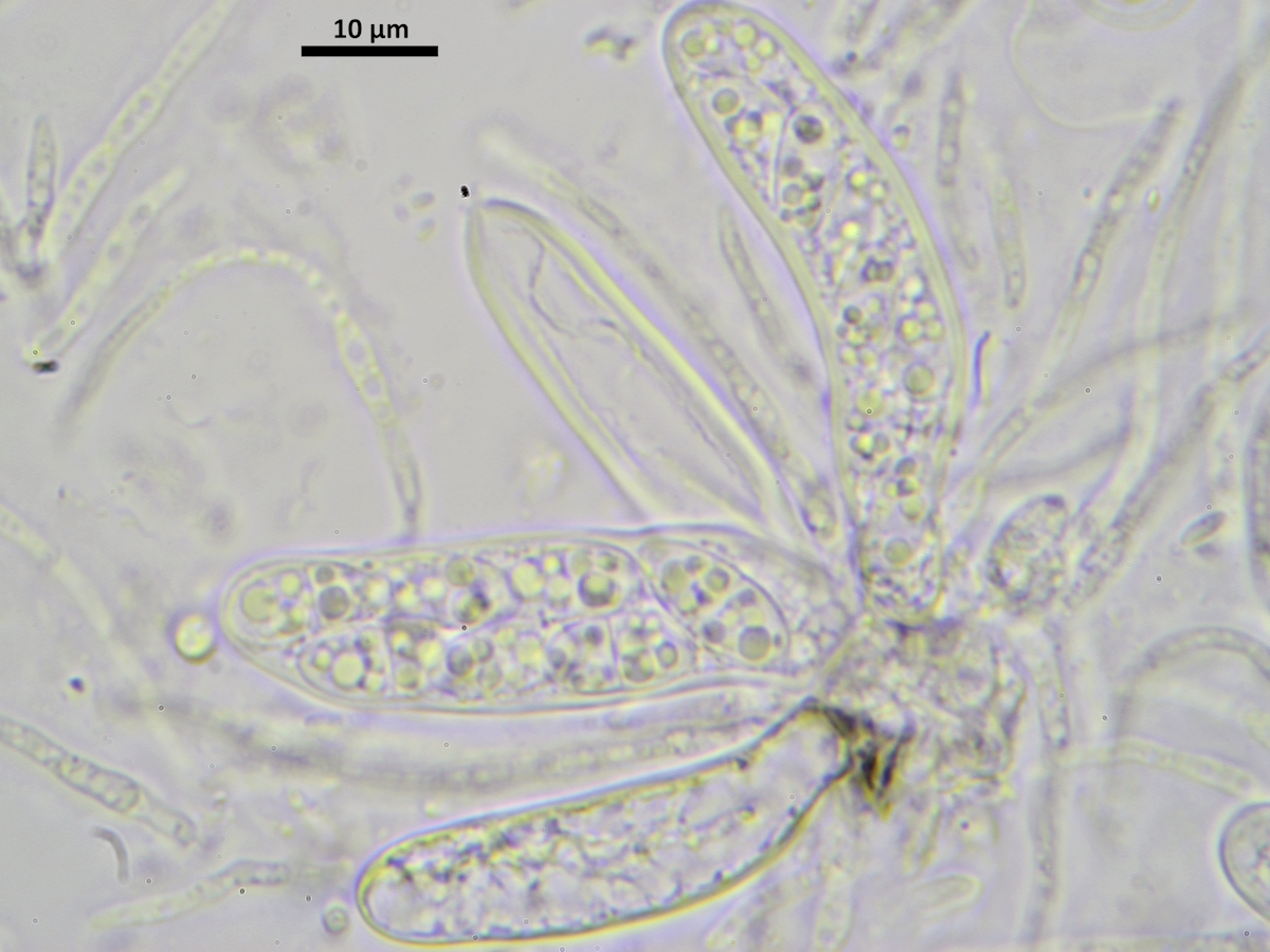 Epigloea renitens (door Henk-Jan van der Kolk)