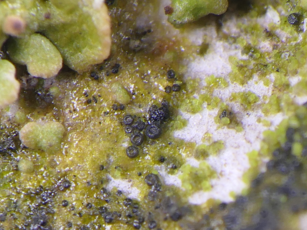 Epigloea renitens (door Henk-Jan van der Kolk)