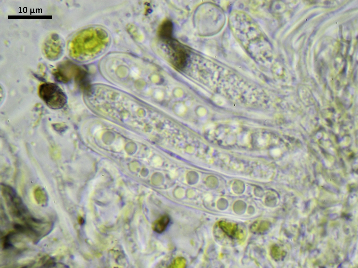 Epigloea soleiformis (door Henk-Jan van der Kolk)