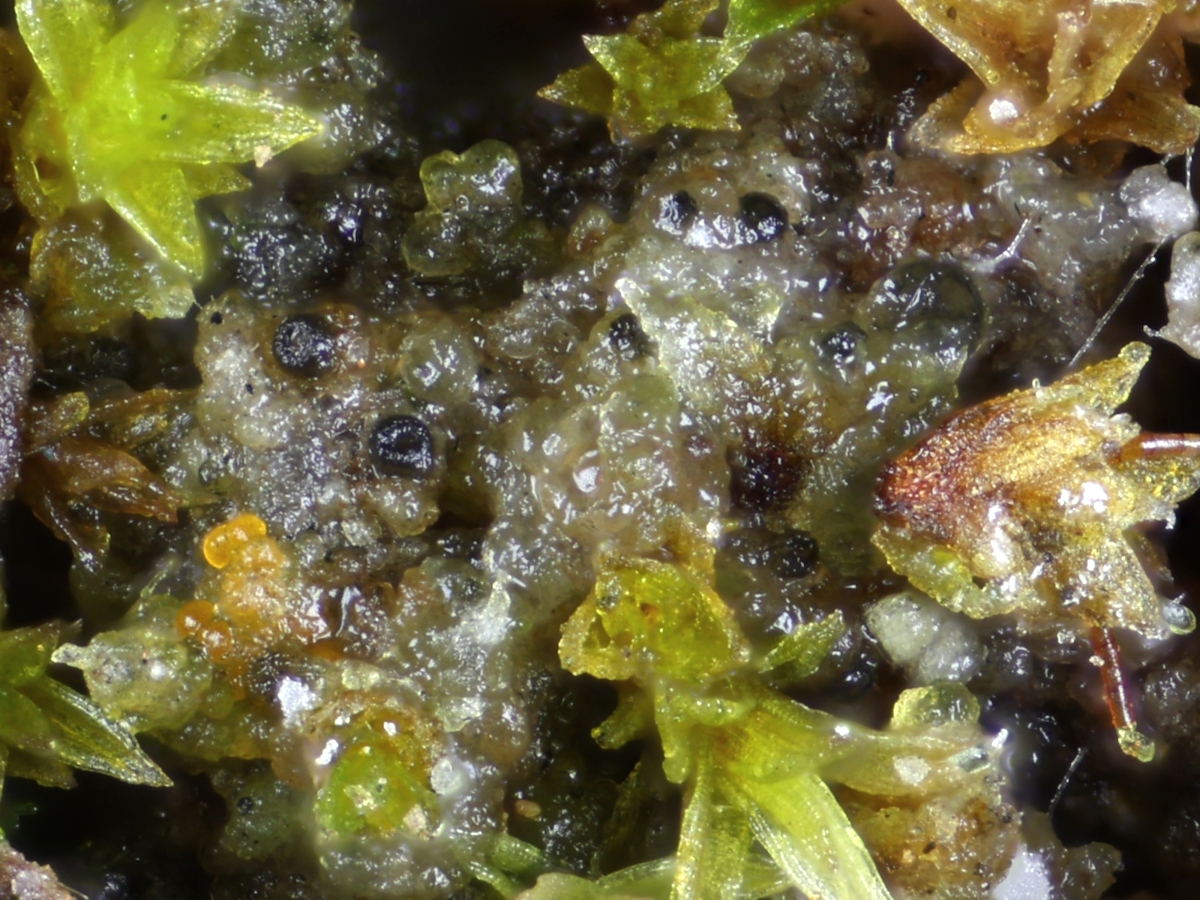 Epigloea soleiformis (door Henk-Jan van der Kolk)