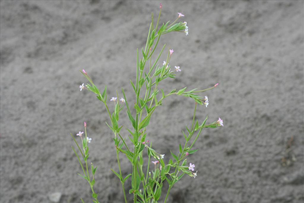 Epilobium ciliatum (door Pieter Stolwijk)