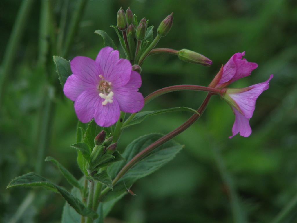 Epilobium hirsutum (door Pieter Stolwijk)