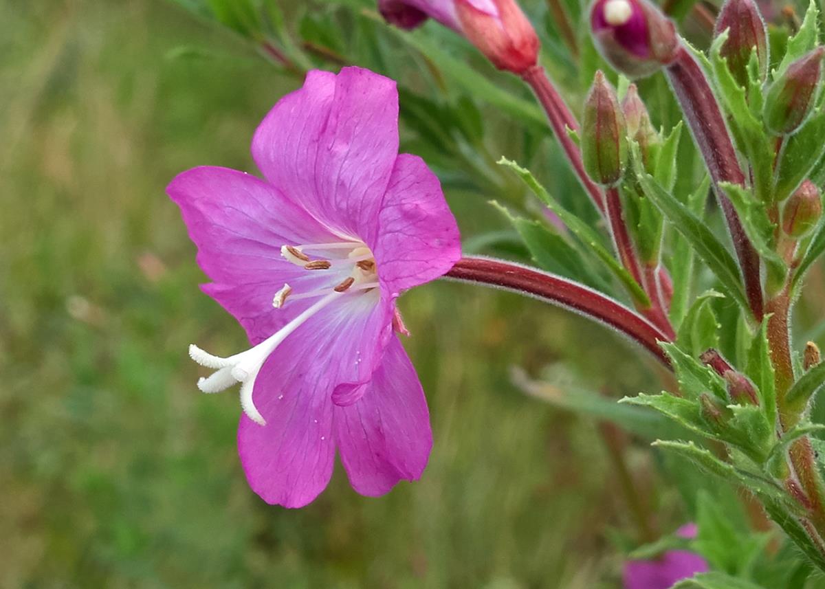 Epilobium hirsutum (door Ab H. Baas)