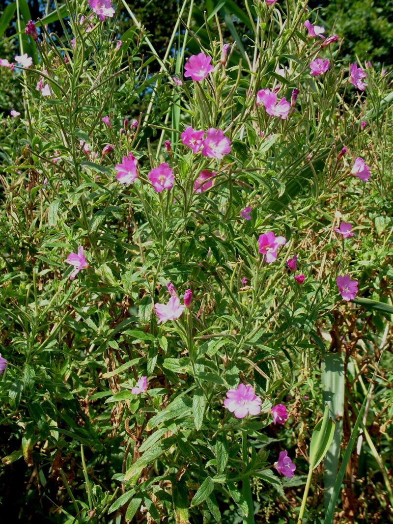 Epilobium hirsutum (door Adrie van Heerden)