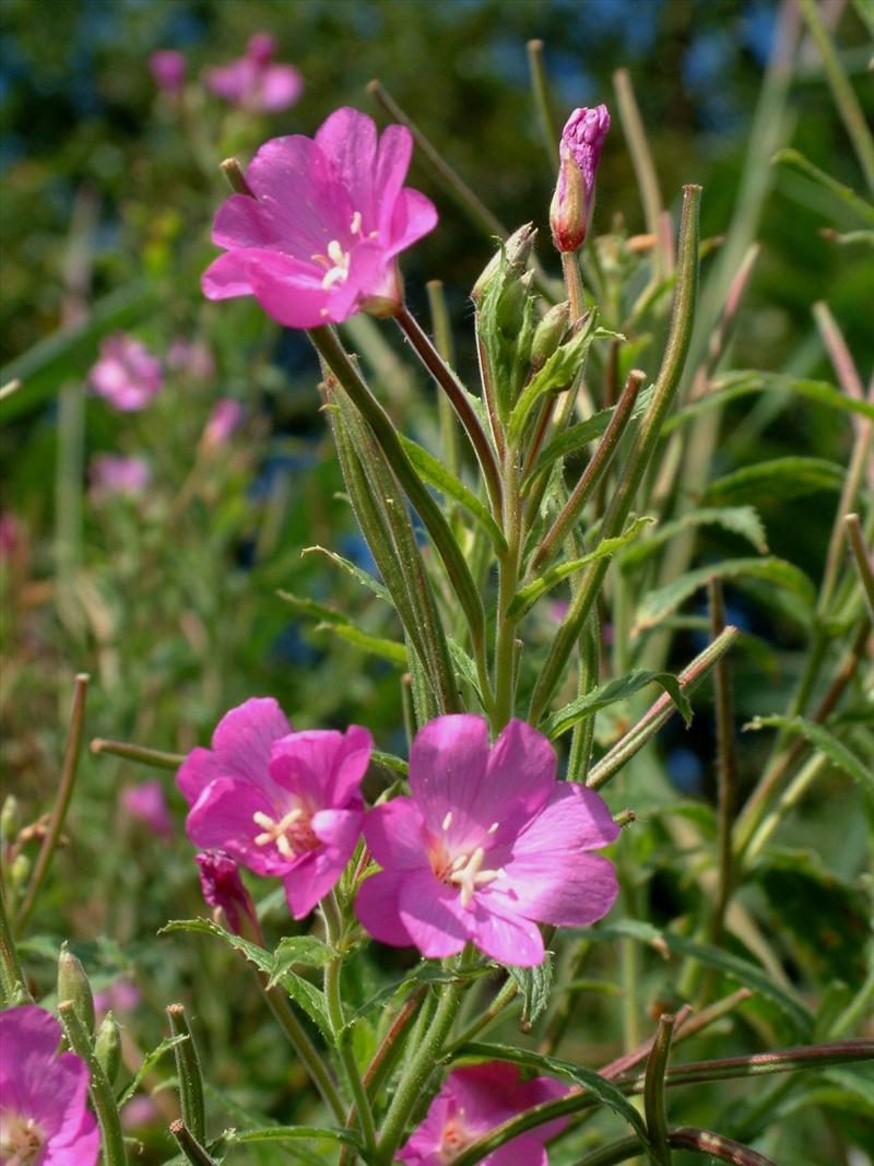 Epilobium hirsutum (door Adrie van Heerden)