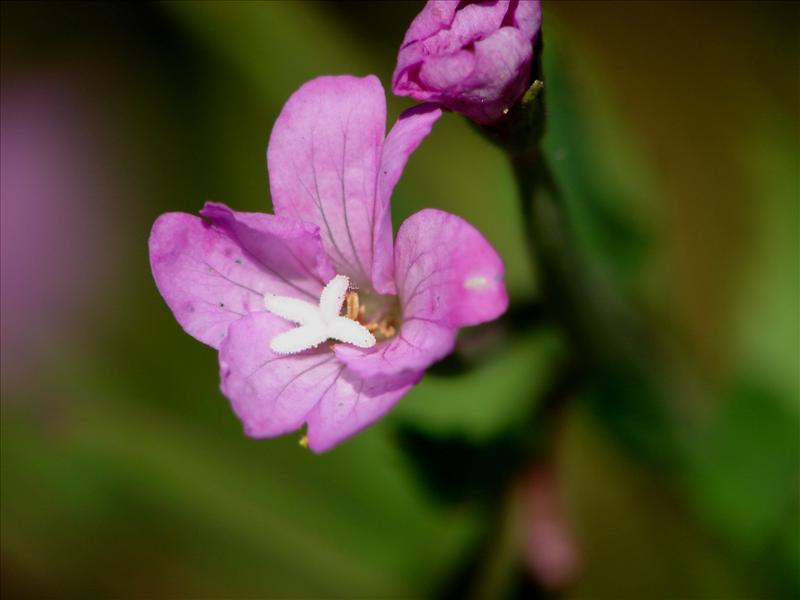 Epilobium montanum (door Adrie van Heerden)