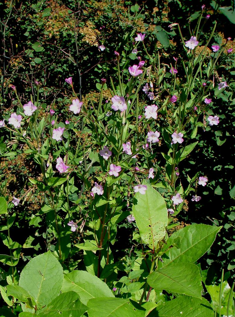 Epilobium montanum (door Adrie van Heerden)