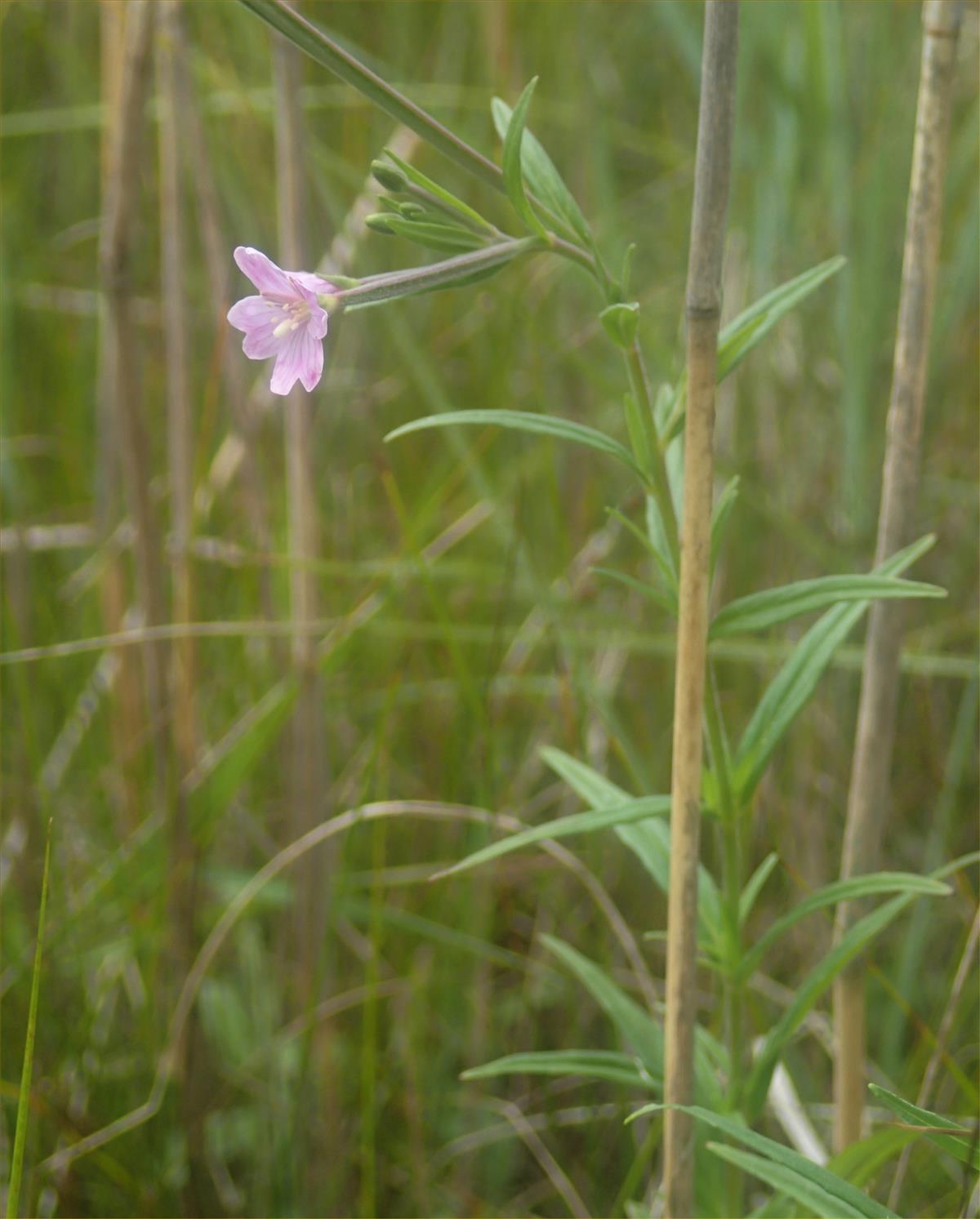 Epilobium palustre (door Adrie van Heerden)