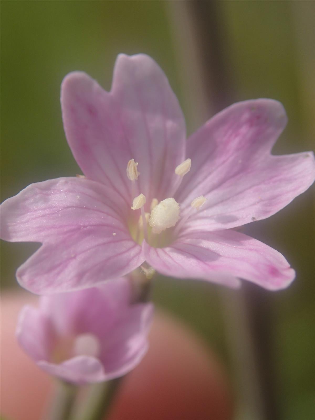 Epilobium palustre (door Adrie van Heerden)