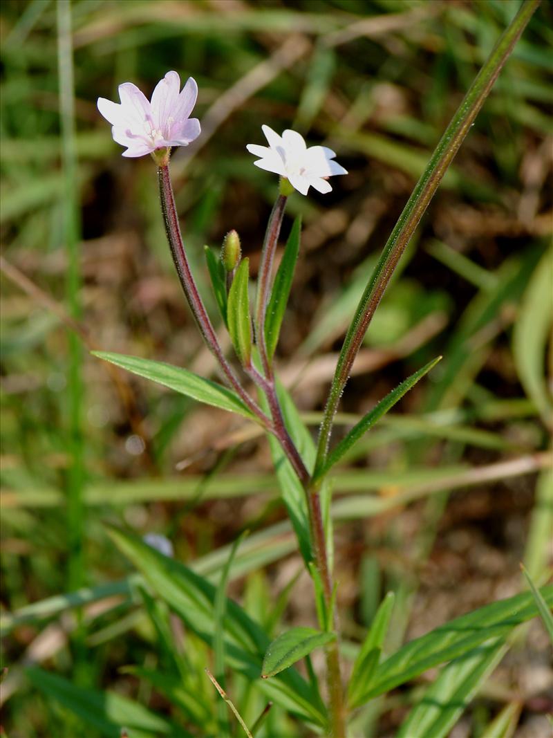 Epilobium palustre (door Adrie van Heerden)