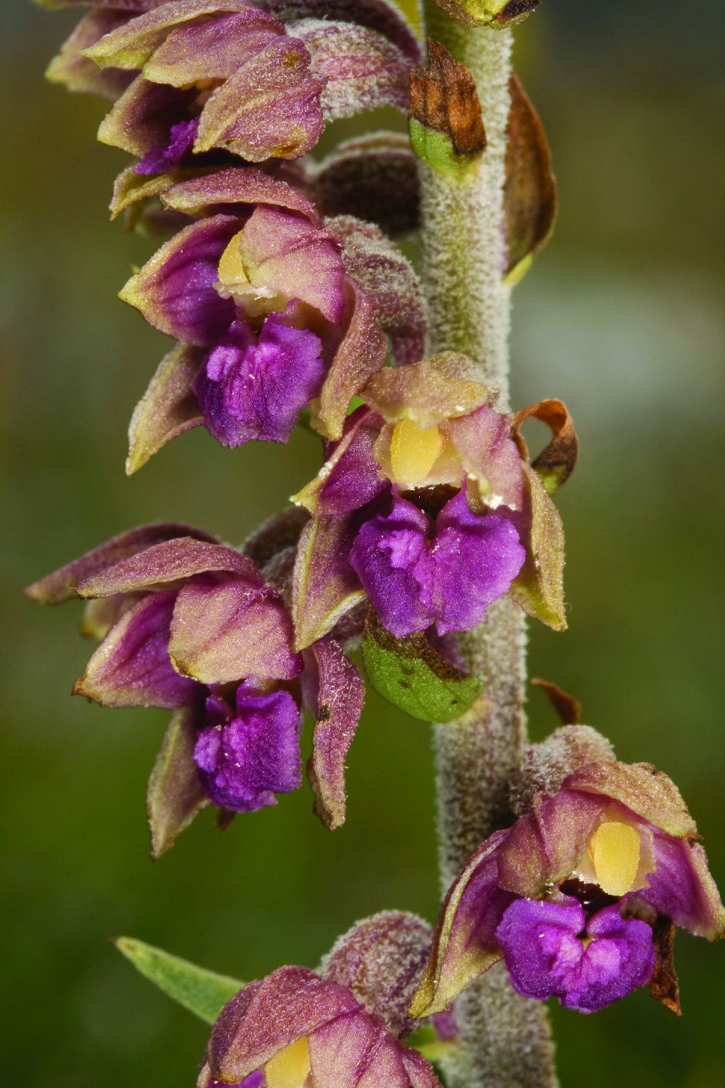 Epipactis atrorubens (door C.A.J. Kreutz)