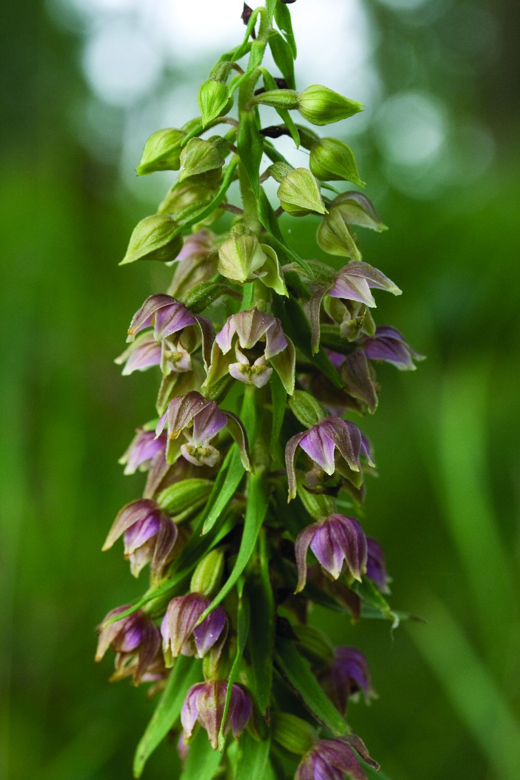 Epipactis helleborine (door C.A.J. Kreutz)