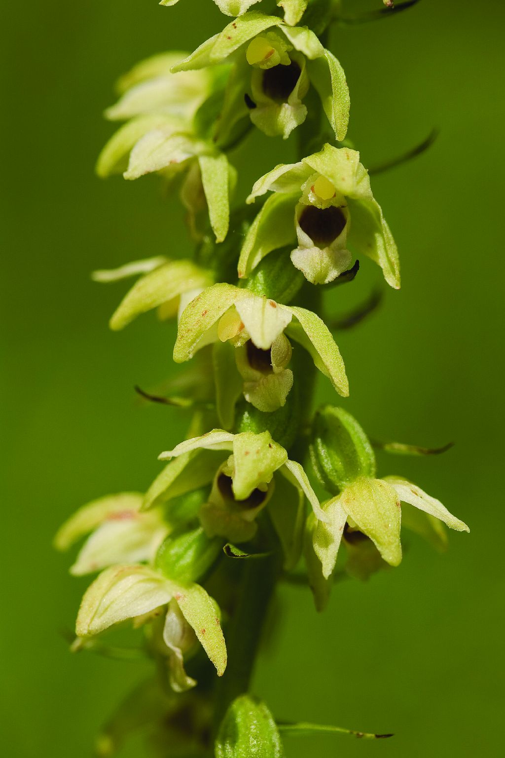 Epipactis muelleri (door C.A.J. Kreutz)