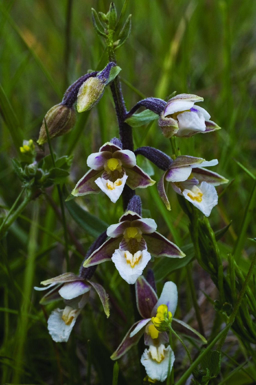 Epipactis palustris (door C.A.J. Kreutz)