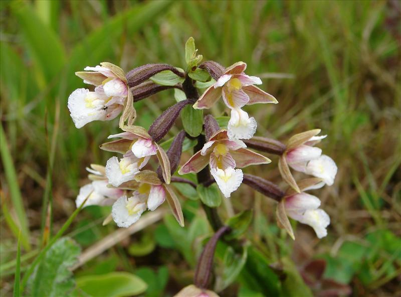 Epipactis palustris (door Adrie van Heerden)