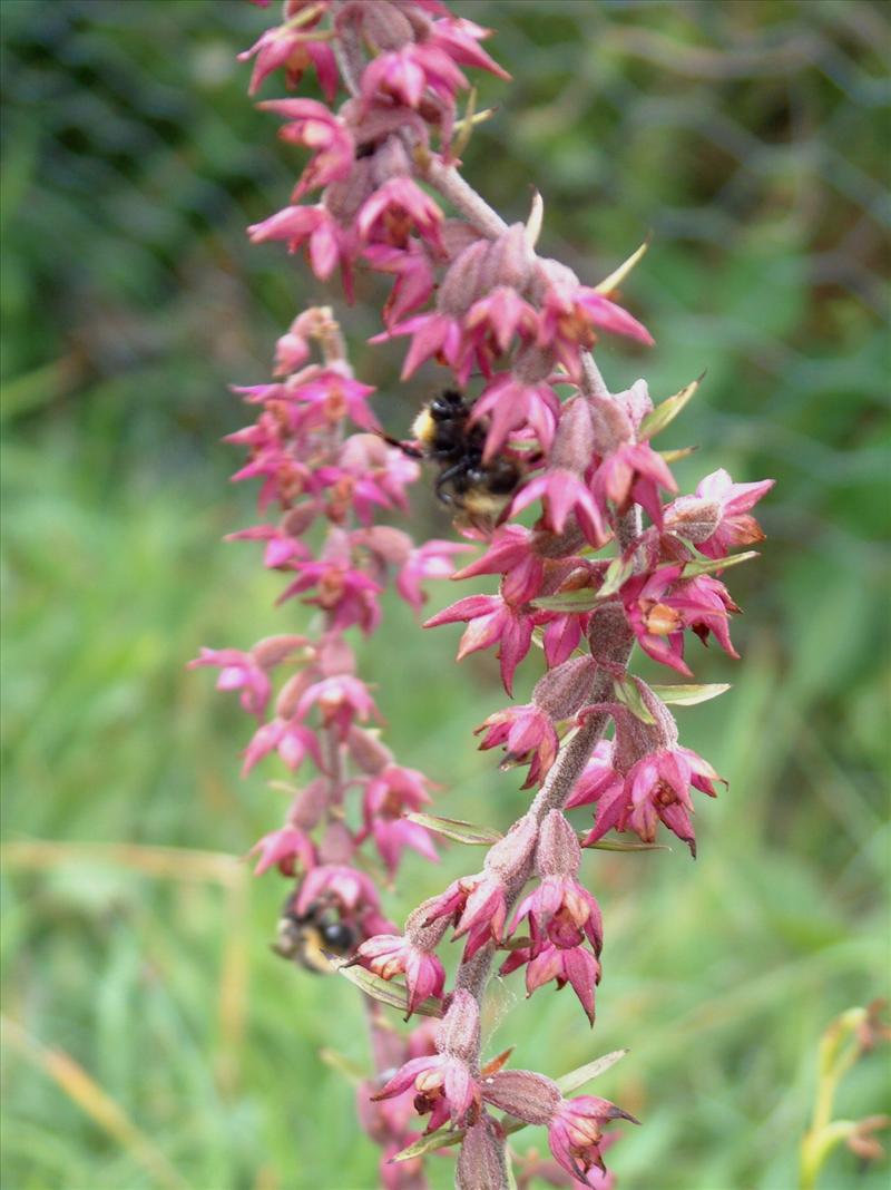 Epipactis atrorubens (door Adrie van Heerden)