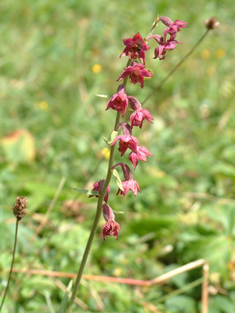 Epipactis atrorubens (door Adrie van Heerden)