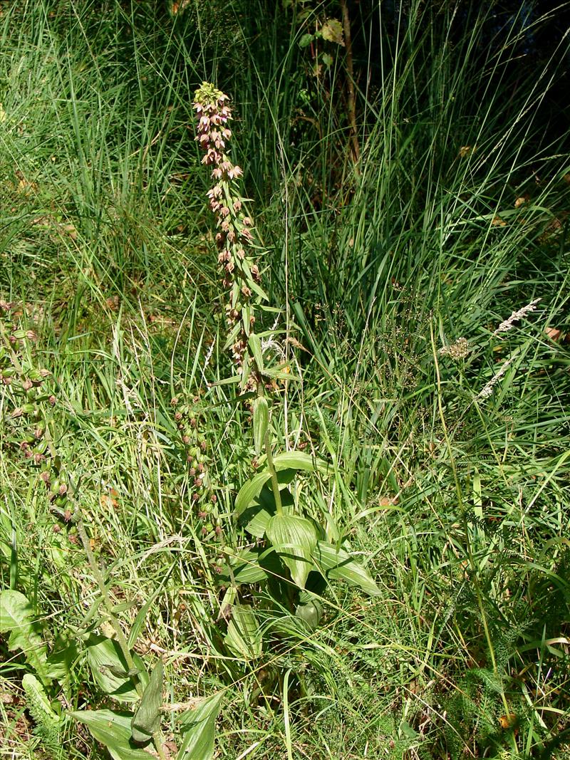 Epipactis helleborine (door Adrie van Heerden)