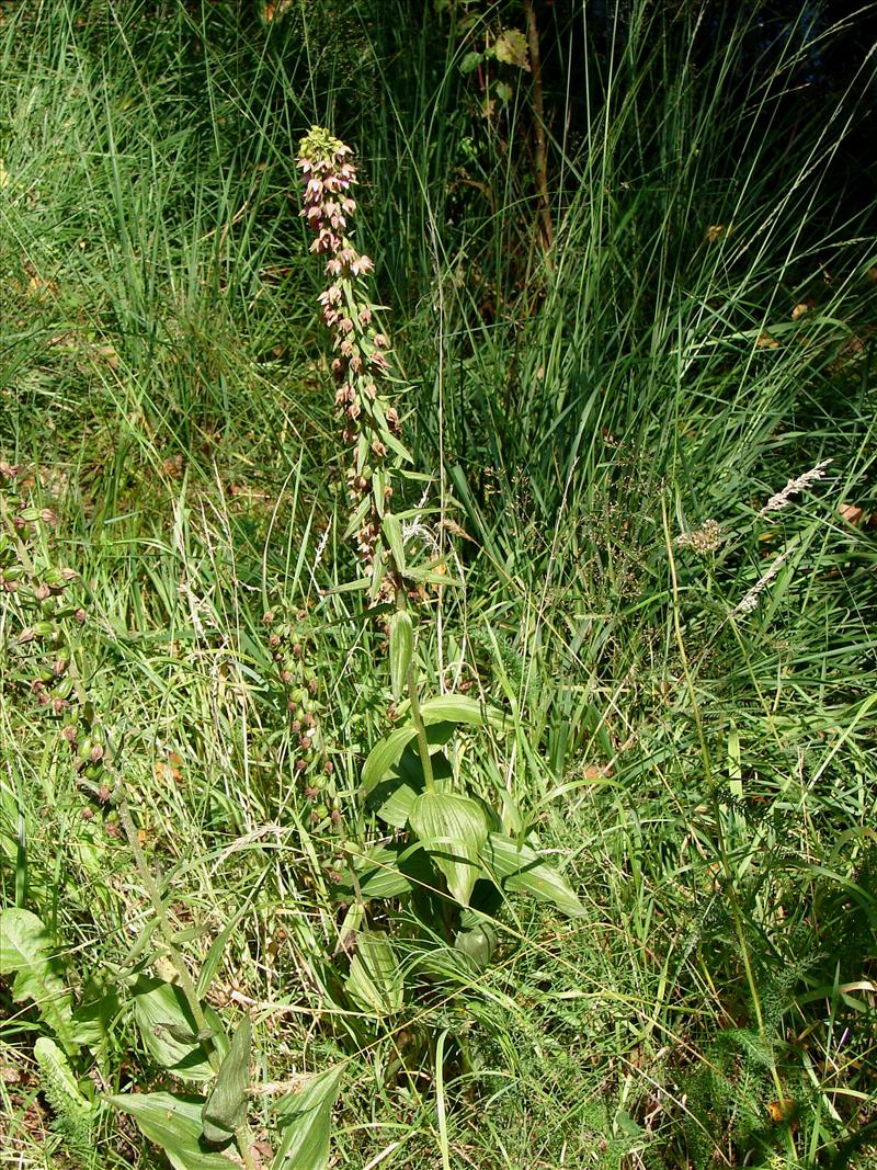 Epipactis helleborine (door Adrie van Heerden)