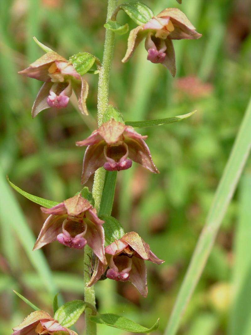 Epipactis helleborine (door Adrie van Heerden)