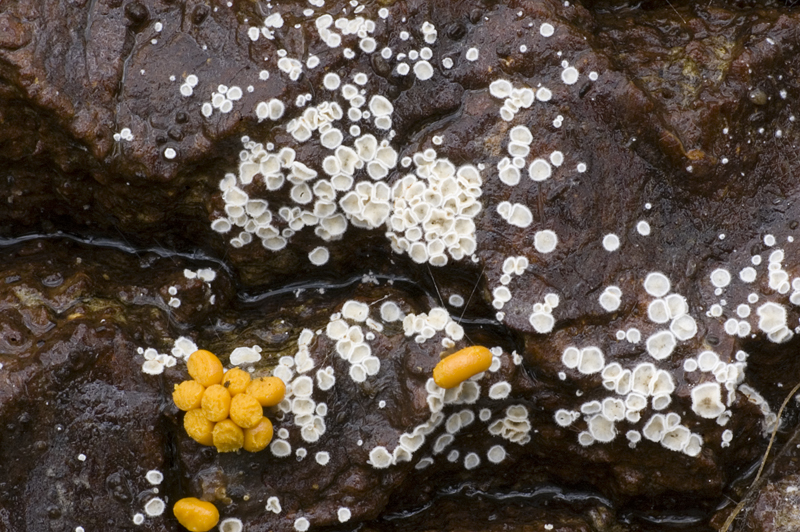 Episphaeria fraxinicola (door Nico Dam)