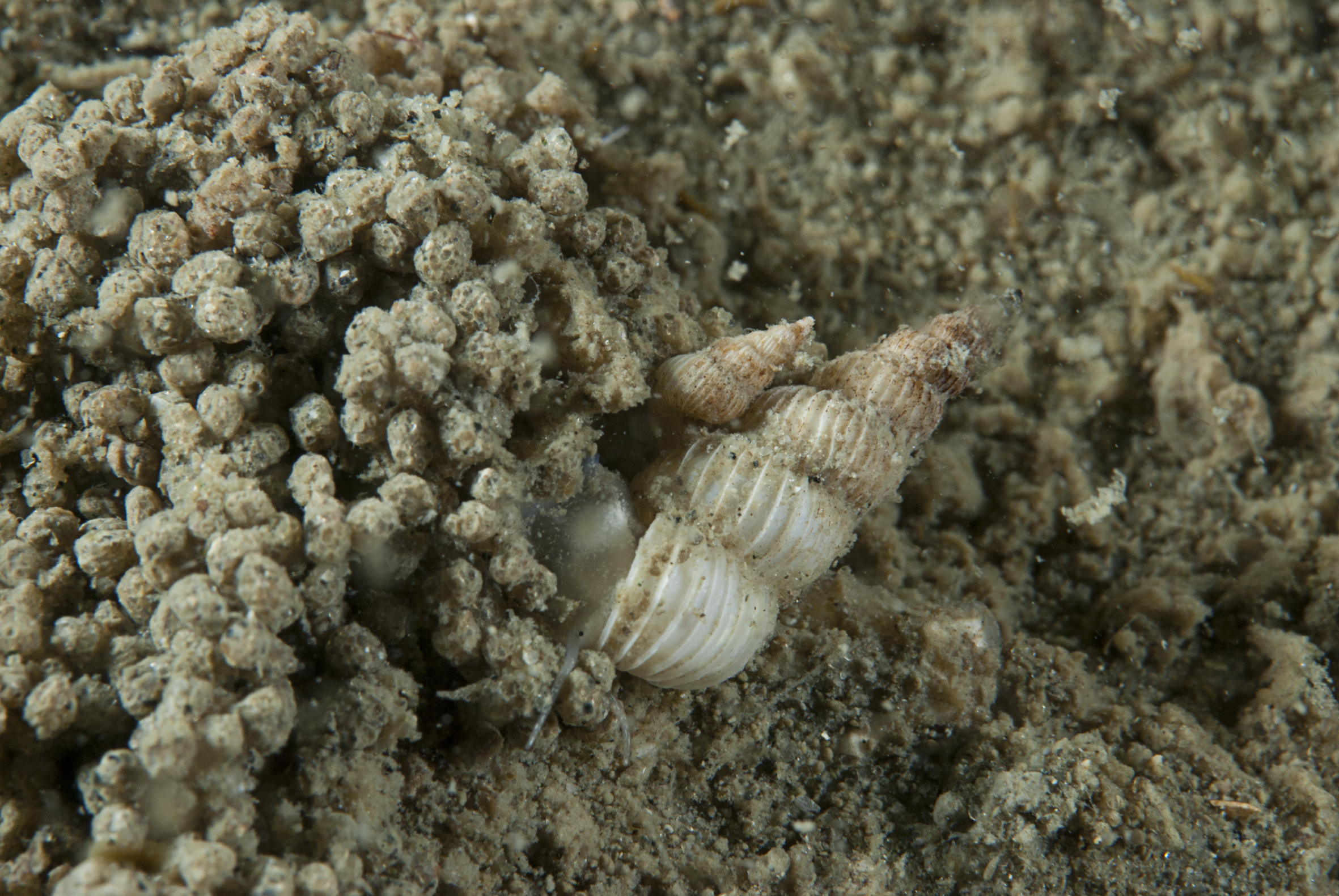 Epitonium clathratulum (door Peter H. van Bragt)