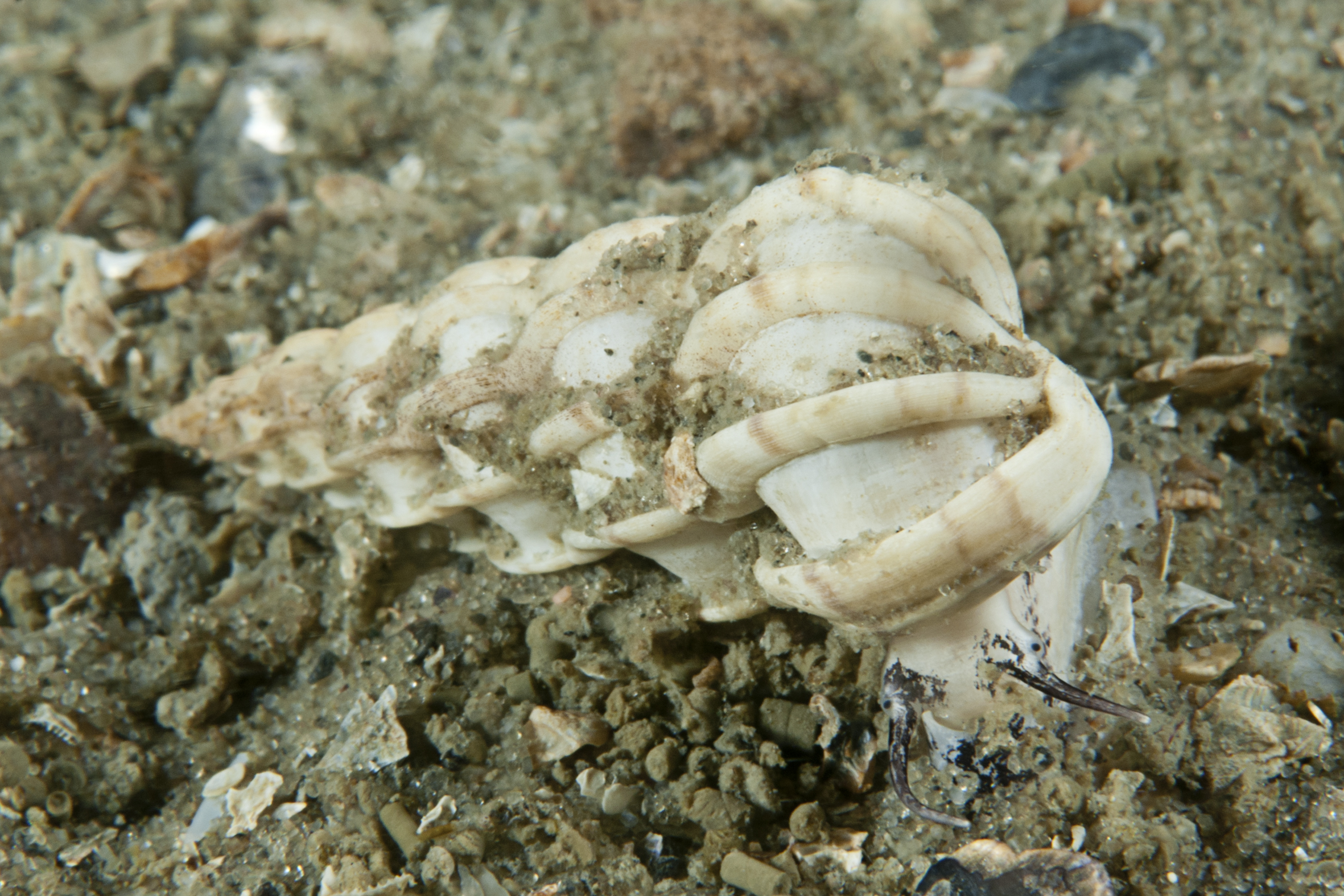 Epitonium clathrus (door Peter H. van Bragt)