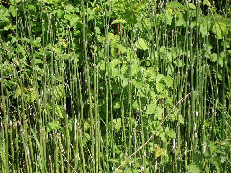 Equisetum hyemale (door Piet Bremer )