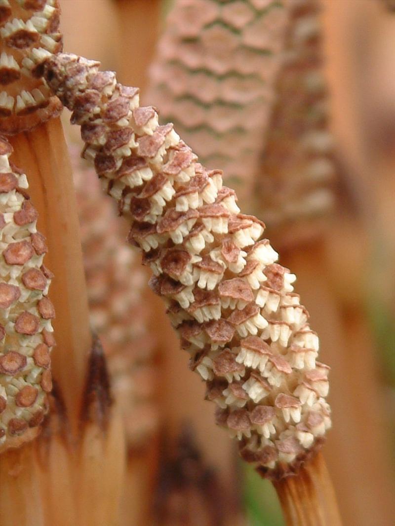 Equisetum arvense (door Adrie van Heerden)