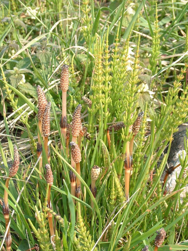 Equisetum arvense (door Adrie van Heerden)