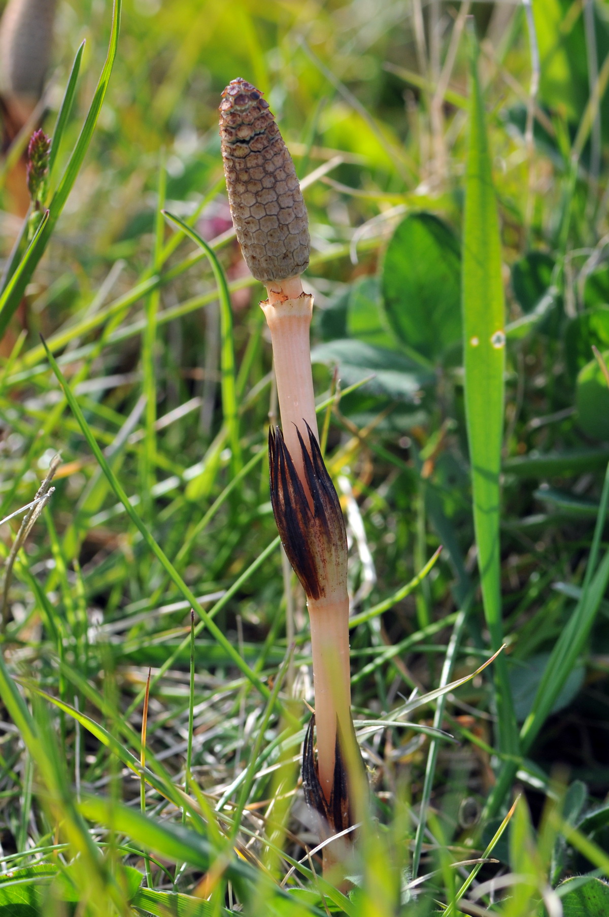 Equisetum arvense (door Hans Toetenel)