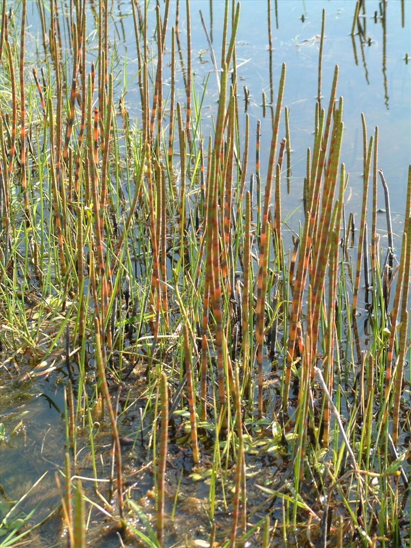 Equisetum fluviatile (door Adrie van Heerden)