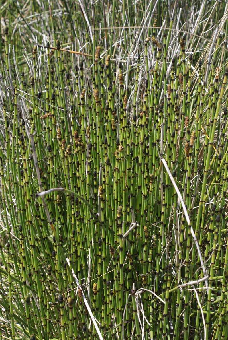 Equisetum hyemale/x moorei (door Adrie van Heerden)