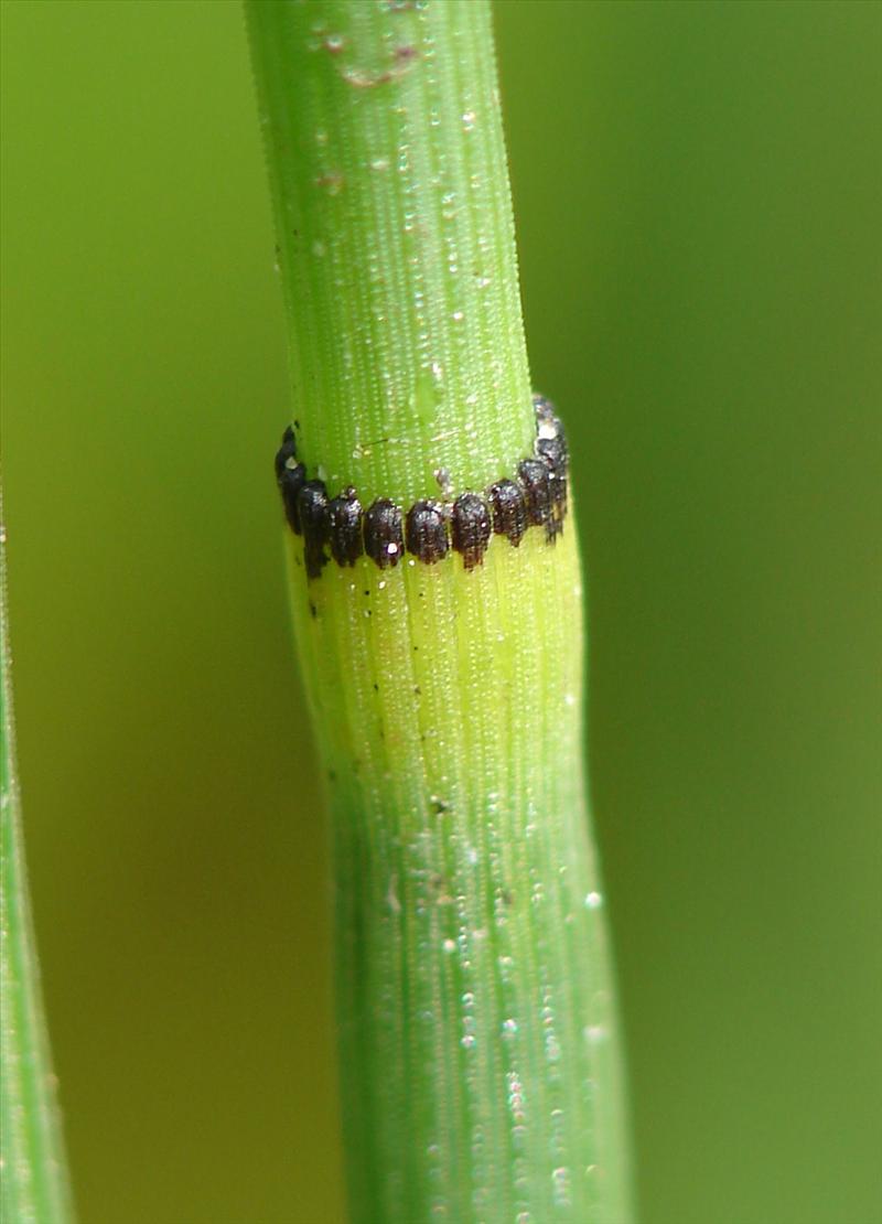 Equisetum hyemale/x moorei (door Adrie van Heerden)