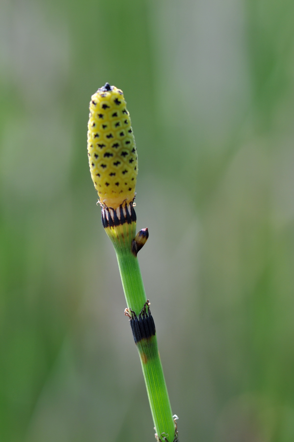 Equisetum hyemale/x moorei (door Hans Toetenel)