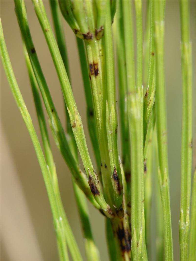 Equisetum arvense (door Adrie van Heerden)