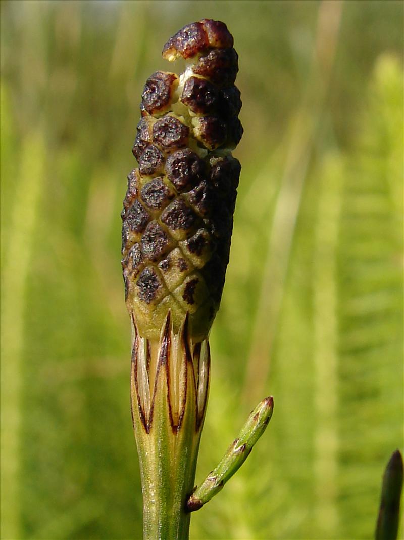 Equisetum palustre (door Adrie van Heerden)