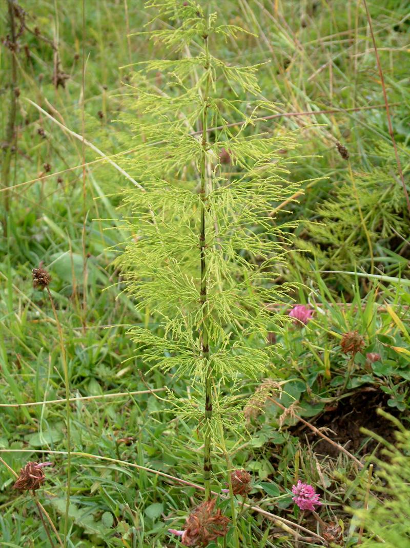 Equisetum sylvaticum (door Adrie van Heerden)