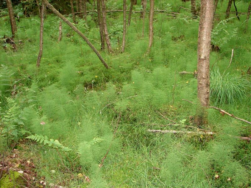 Equisetum telmateia (door Adrie van Heerden)