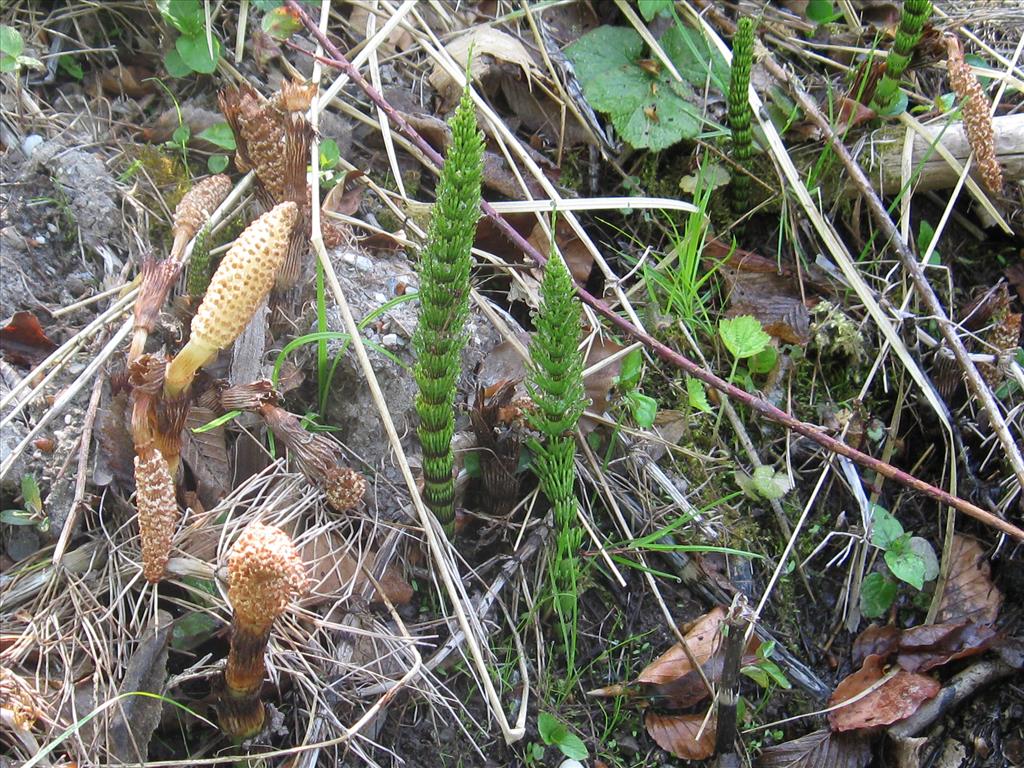 Equisetum telmateia (door Kim Lotterman)