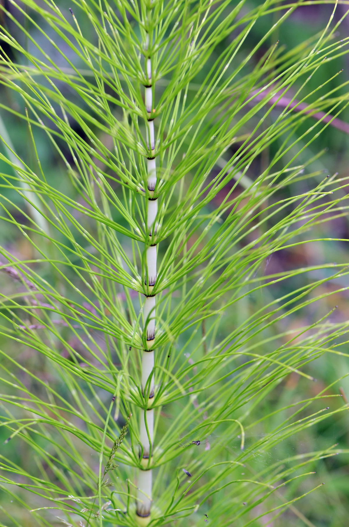 Equisetum telmateia (door Hans Toetenel)