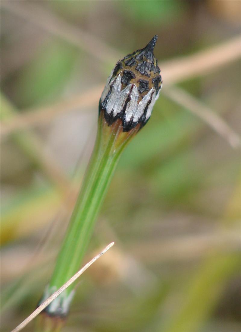 Equisetum variegatum (door Adrie van Heerden)