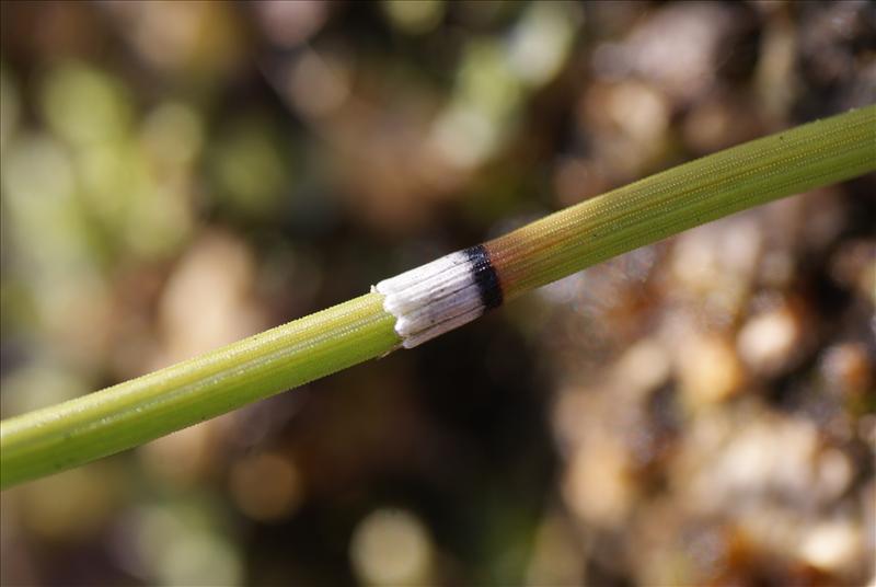 Equisetum x trachyodon (door Adrie van Heerden)