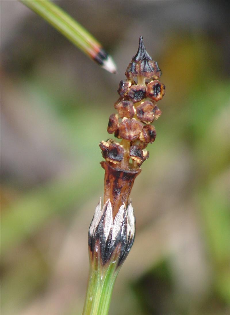 Equisetum variegatum (door Adrie van Heerden)