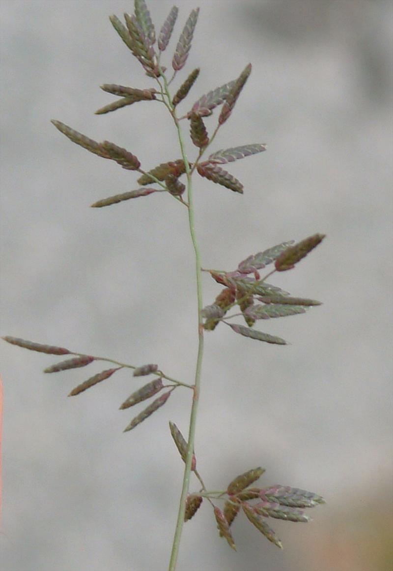 Eragrostis minor (door Adrie van Heerden)