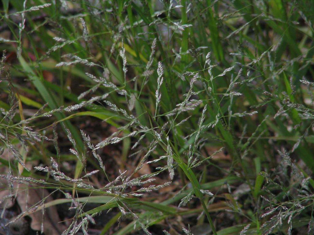 Eragrostis multicaulis (door Pieter Stolwijk)