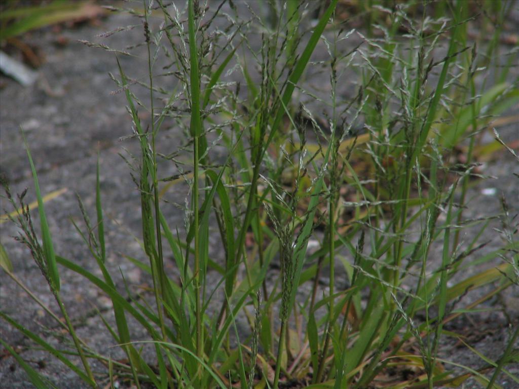 Eragrostis multicaulis (door Pieter Stolwijk)