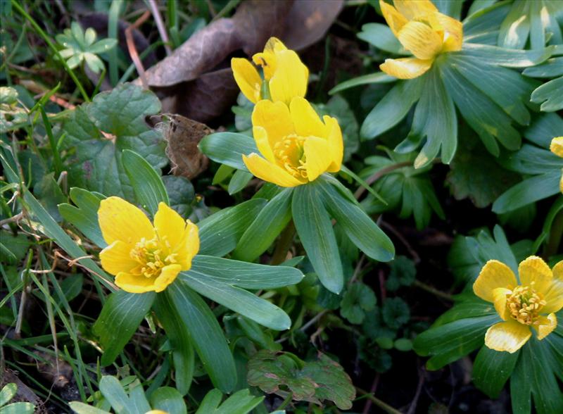 Eranthis hyemalis (door Adrie van Heerden)